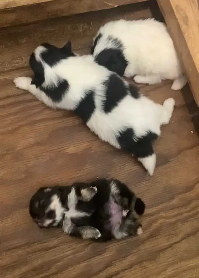 pom/chi puppies