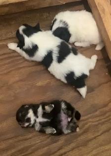 pom/chi puppies