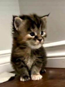 Maine Coon: 2 Boys Ready & Oct Reservation - Photo 9