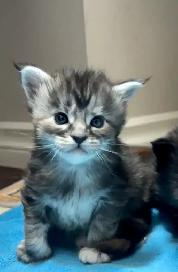 Maine Coon: 2 Boys Ready & Oct Reservation - Photo 10