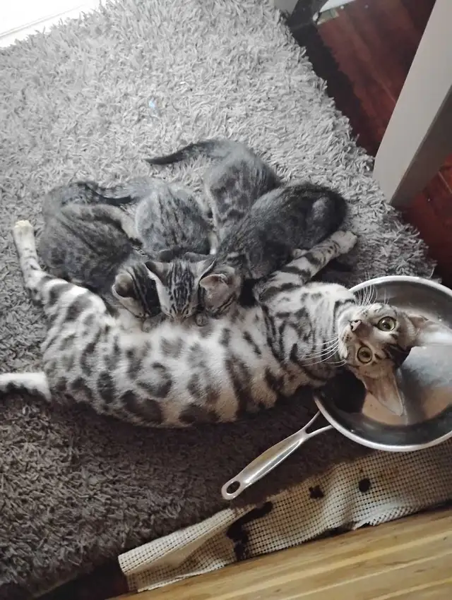 kittens Siamese & Bengal