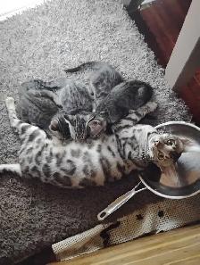 kittens Siamese & Bengal