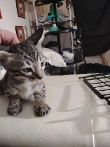 kittens Siamese & Bengal - Photo 2