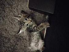 kittens Siamese & Bengal - Photo 3