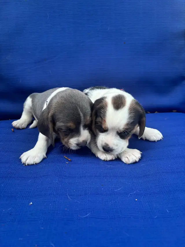 purebred beagle puppies ready to go