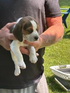 purebred beagle puppies ready to go - Photo 2