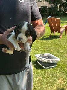 purebred beagle puppies ready to go - Photo 3