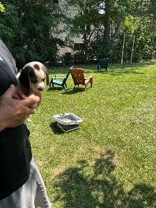 purebred beagle puppies ready to go - Photo 4