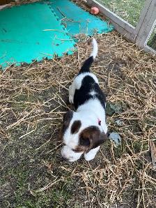 purebred beagle puppies ready to go - Photo 5