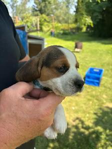 purebred beagle puppies ready to go - Photo 6
