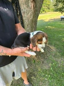 purebred beagle puppies ready to go - Photo 7