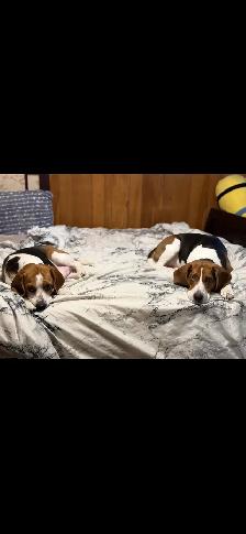 purebred beagle puppies ready to go - Photo 8