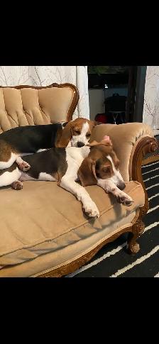 purebred beagle puppies ready to go - Photo 9