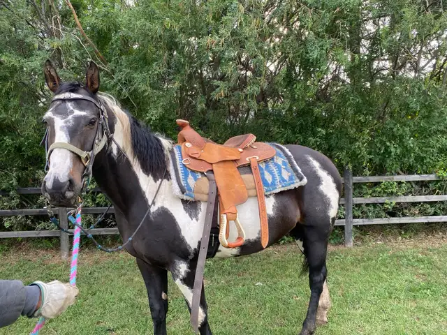 Cisco- 10 year old Gelding