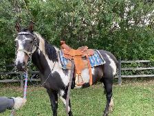 Cisco- 10 year old Gelding