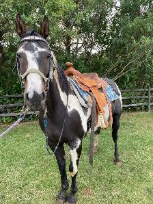 Cisco- 10 year old Gelding - Photo 2