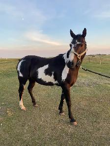 Cisco- 10 year old Gelding - Photo 3