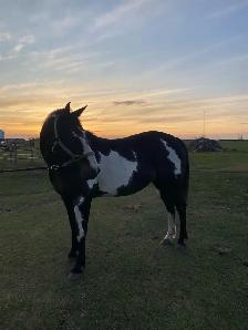 Cisco- 10 year old Gelding - Photo 4