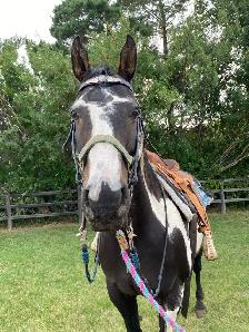 Cisco- 10 year old Gelding - Photo 5