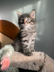 Beautiful long haired Male kitten ready to find his new home - Photo 2