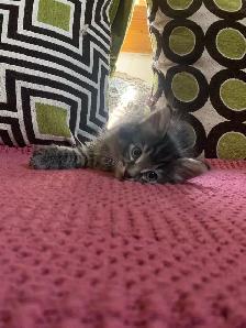 Beautiful long haired Male kitten ready to find his new home - Photo 3