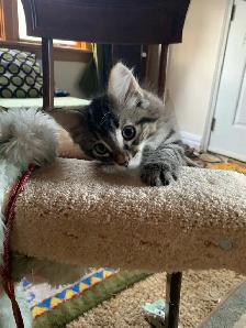 Beautiful long haired Male kitten ready to find his new home - Photo 4
