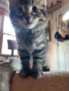 Beautiful long haired Male kitten ready to find his new home - Photo 6