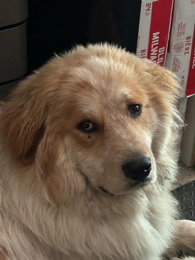 Rehoming great Pyrenees cross