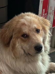 Rehoming great Pyrenees cross