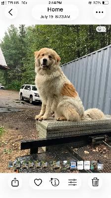 Rehoming great Pyrenees cross - Photo 2