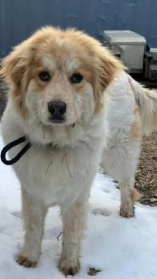 Rehoming great Pyrenees cross - Photo 3