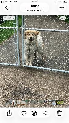 Rehoming great Pyrenees cross - Photo 4