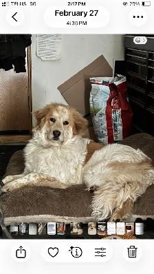 Rehoming great Pyrenees cross - Photo 5