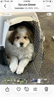Rehoming great Pyrenees cross - Photo 6