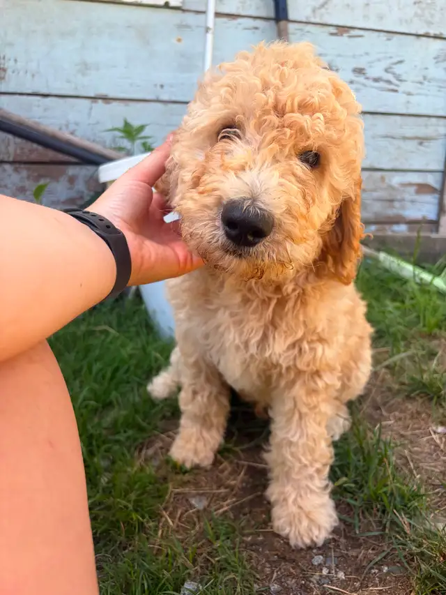 GOLDEN DOODLE PUPPIES READY NOW!