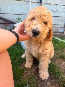 GOLDEN DOODLE PUPPIES READY NOW!