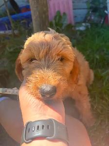 GOLDEN DOODLE PUPPIES READY NOW! - Photo 2