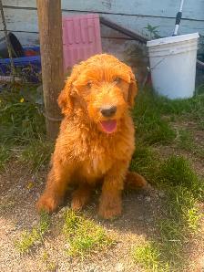 GOLDEN DOODLE PUPPIES READY NOW! - Photo 3