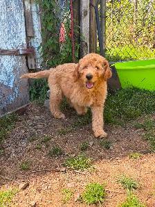 GOLDEN DOODLE PUPPIES READY NOW! - Photo 4