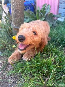 GOLDEN DOODLE PUPPIES READY NOW! - Photo 5