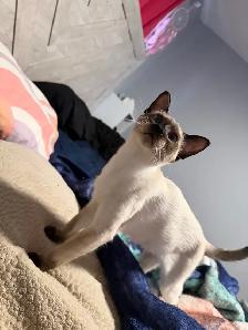 Cherche mâle - Photo 2
