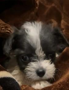 URGENT!! PUPPY FOR SALE
