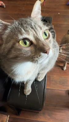 1 year old cat