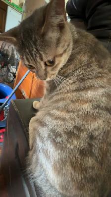 1 year old cat - Photo 2