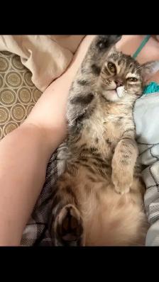 1 year old cat - Photo 3