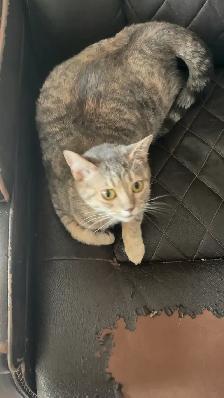 1 year old cat - Photo 4