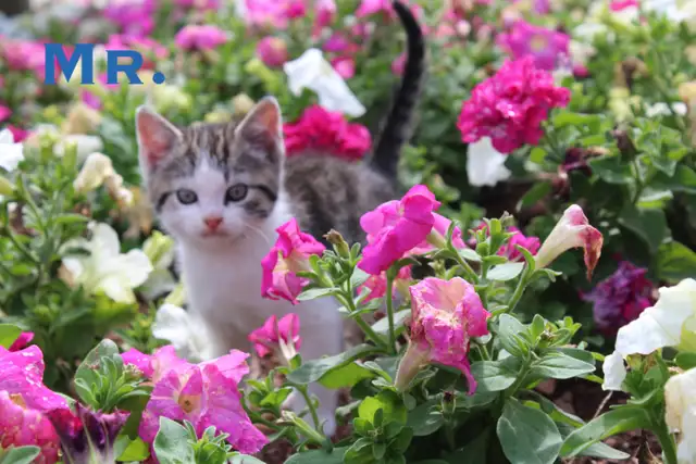 Adorably Cute Kittens for sale