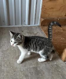 Adorably Cute Kittens for sale - Photo 2