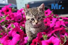 Adorably Cute Kittens for sale - Photo 3