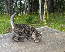 Adorably Cute Kittens for sale - Photo 4